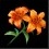 2023-07-26_虎の花.JPG