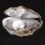 2018-03-21_巨大な真珠貝の殻.JPG