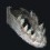 2020-01-30_子どものブラックセイバーティースの顎骨.JPG