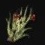 2020-06-24_イアナロスの薬草.JPG
