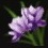 2020-09-22_変種ロアの花.JPG