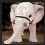 2020-12-10_シャカトゥの絵：白い子象.JPG
