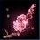 2023-07-26_梅の花.JPG