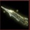 2025-08-15_アリゲーターガー.JPG