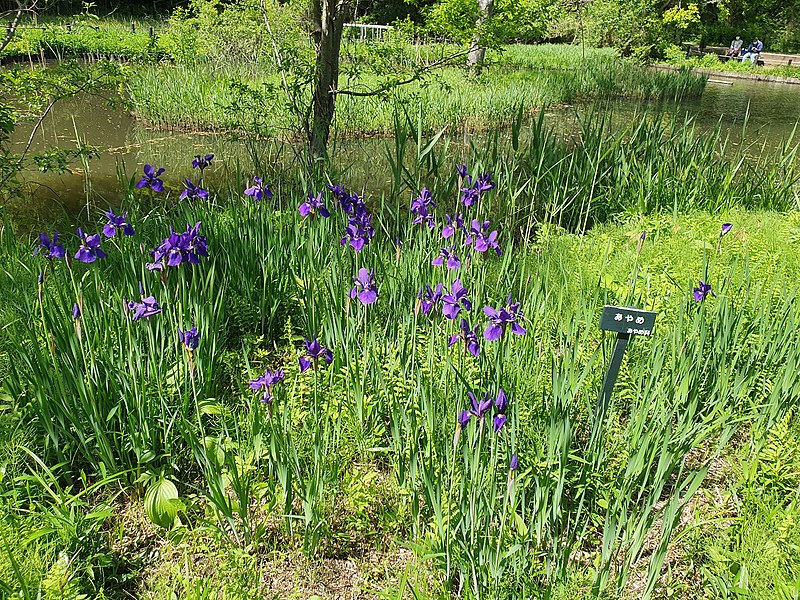 あやめ_at_Institute_for_Nature_Study.jpg