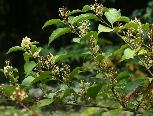 hachijouitadoriQ1.jpg