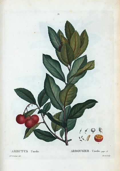 420px-21_Arbutus_unedo_par_Pierre-Joseph_Redouté.jpeg