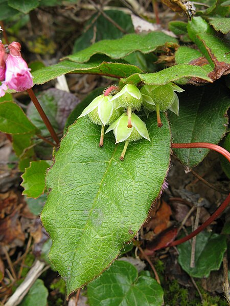 Epigaea_asiatica_2.JPG