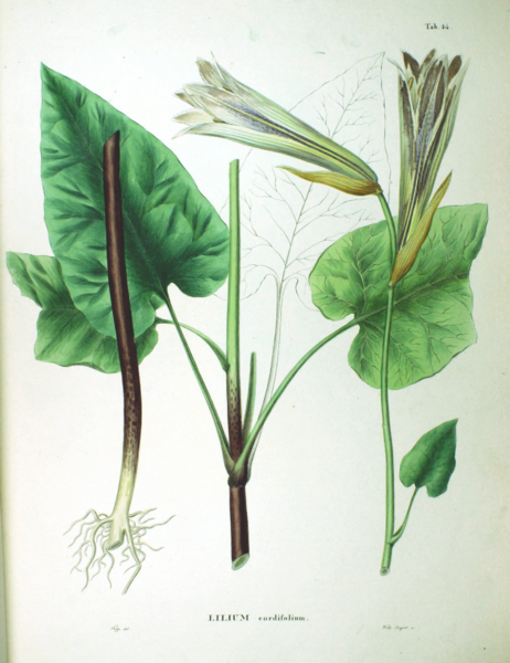 462px-Cardiocrinum_sp_SZ14.png