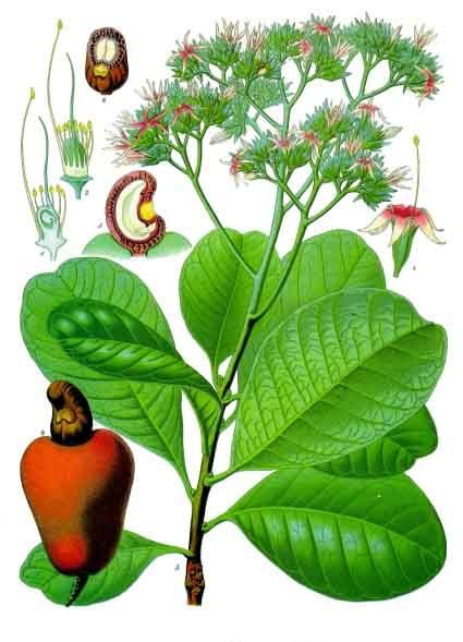 Anacardium_occidentale_-_Köhler–s_Medizinal-Pflanzen-010.jpg
