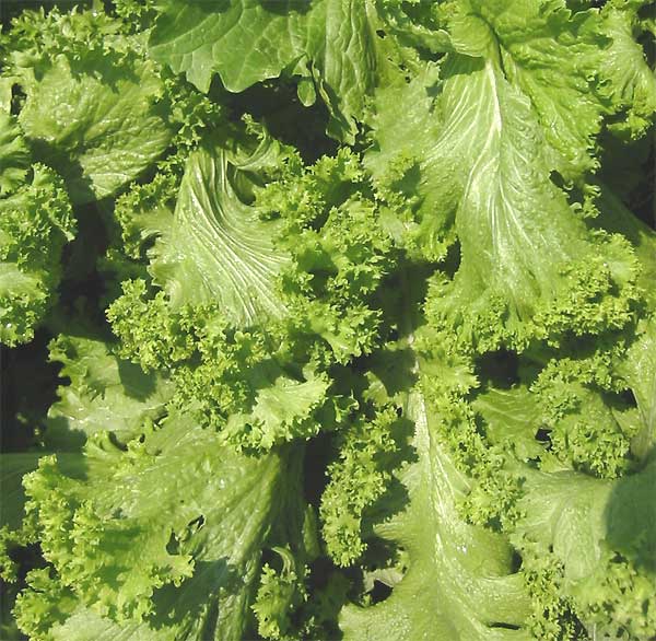 Curly_mustard_leaves.jpg