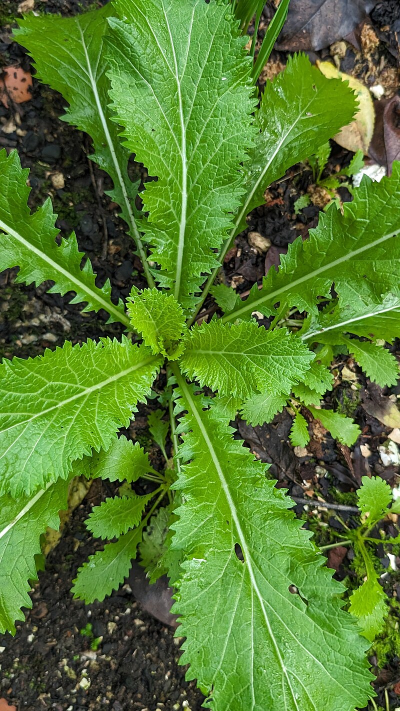 Snow_mustard_Brassica_juncea.jpg