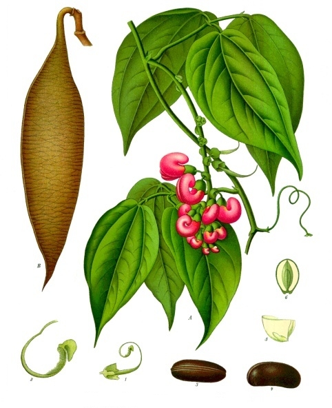 Physostigma_venenosum_-_Köhler–s_Medizinal-Pflanzen-237.jpg