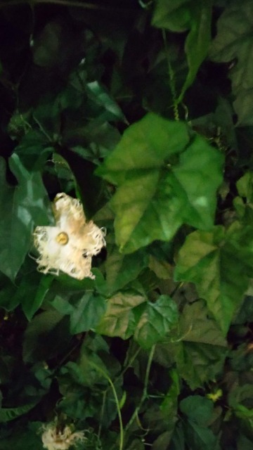 DSC_2218.JPG