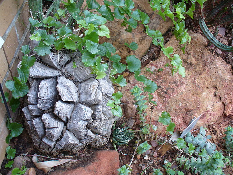 800px-Dioscorea_elephantipes.jpg