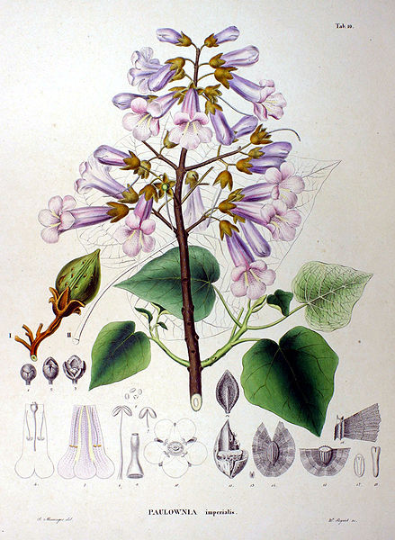 439px-Paulowni_imperialis_SZ10-original.jpg