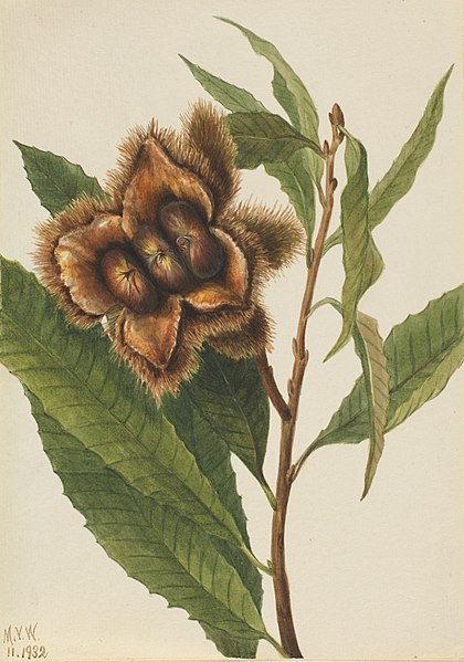 American_Chestnut_(Castanea_dentata)_by_Mary_Vaux_Walcott_1970.jpg