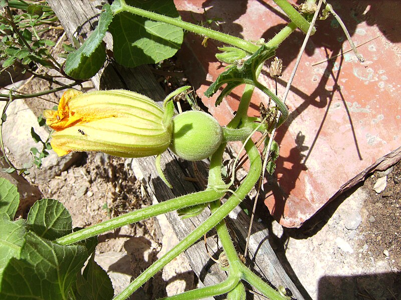 Cucurbita_ficifolia_female_flower_21_de_juny_de_2009_003.jpg
