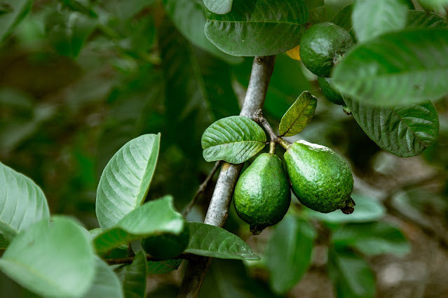 Fresh_Guava_fruit.jpg