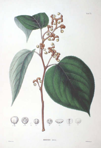 410px-Hovenia_dulcis_SZ74.png