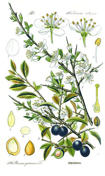 359px-Illustration_Prunus_spinosa1.jpg