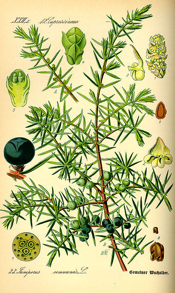 359px-Illustration_Juniperus_communis0.jpg