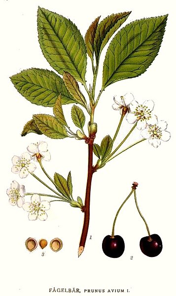 314_Prunus_avium.jpg