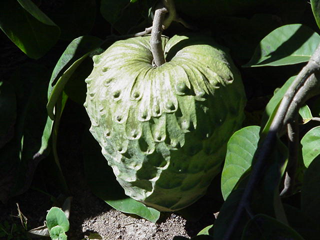 Anona_da_madeira.jpg