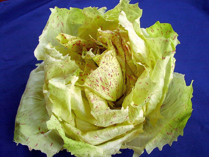800px-RadicchioCastelfrancoKopf.jpg
