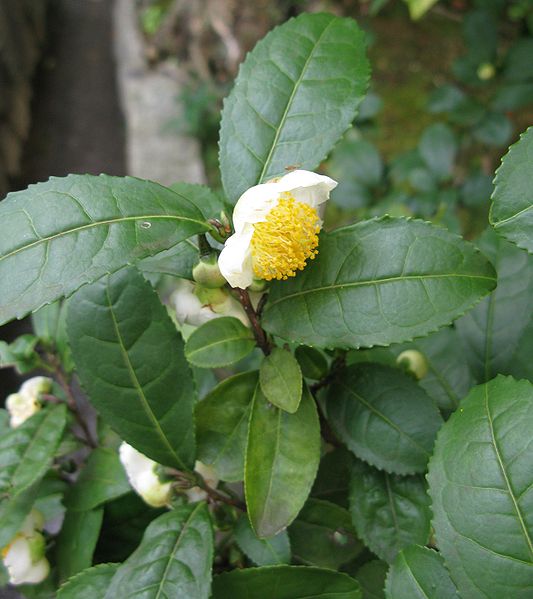 533px-Camellia_sinensis_Japan.jpg