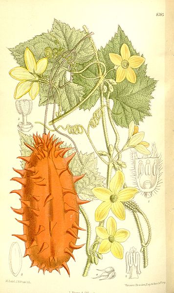 356px-Cucumis_metuliferus_137-8385.jpg