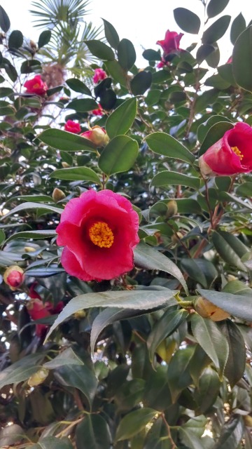 DSC_6750.JPG