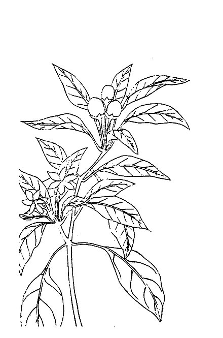 植物名實圖考·辣椒.jpg