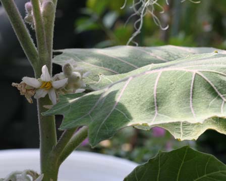 Solanum-quitoense.jpeg
