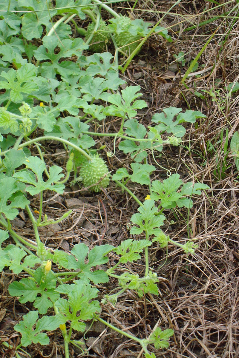 800px-Cucumis_anguria.jpg