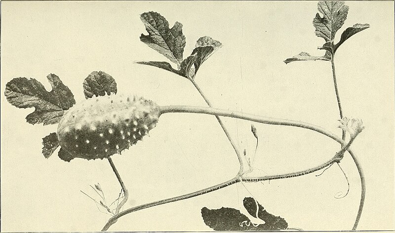 Economic_plants_of_Porto_Rico_(1903)_(20534699483).jpg