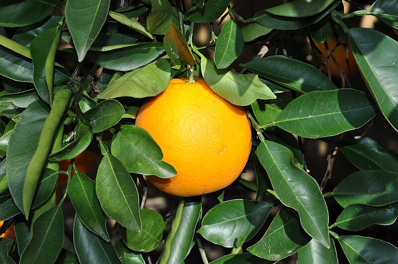 Orange_on_the_tree.jpg