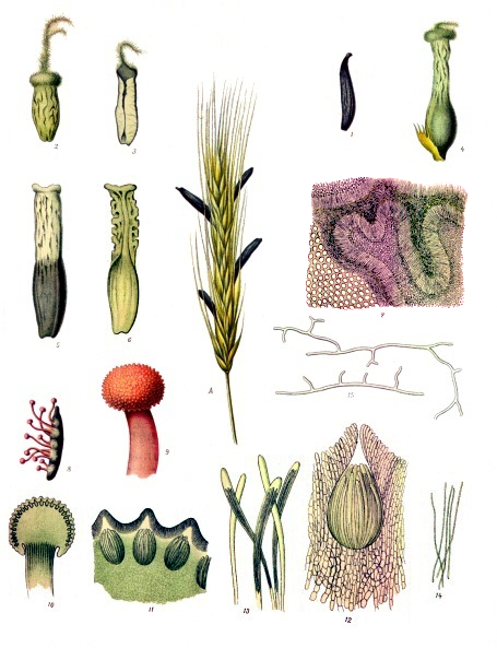 Claviceps_purpurea_-_Köhler–s_Medizinal-Pflanzen-185.jpg