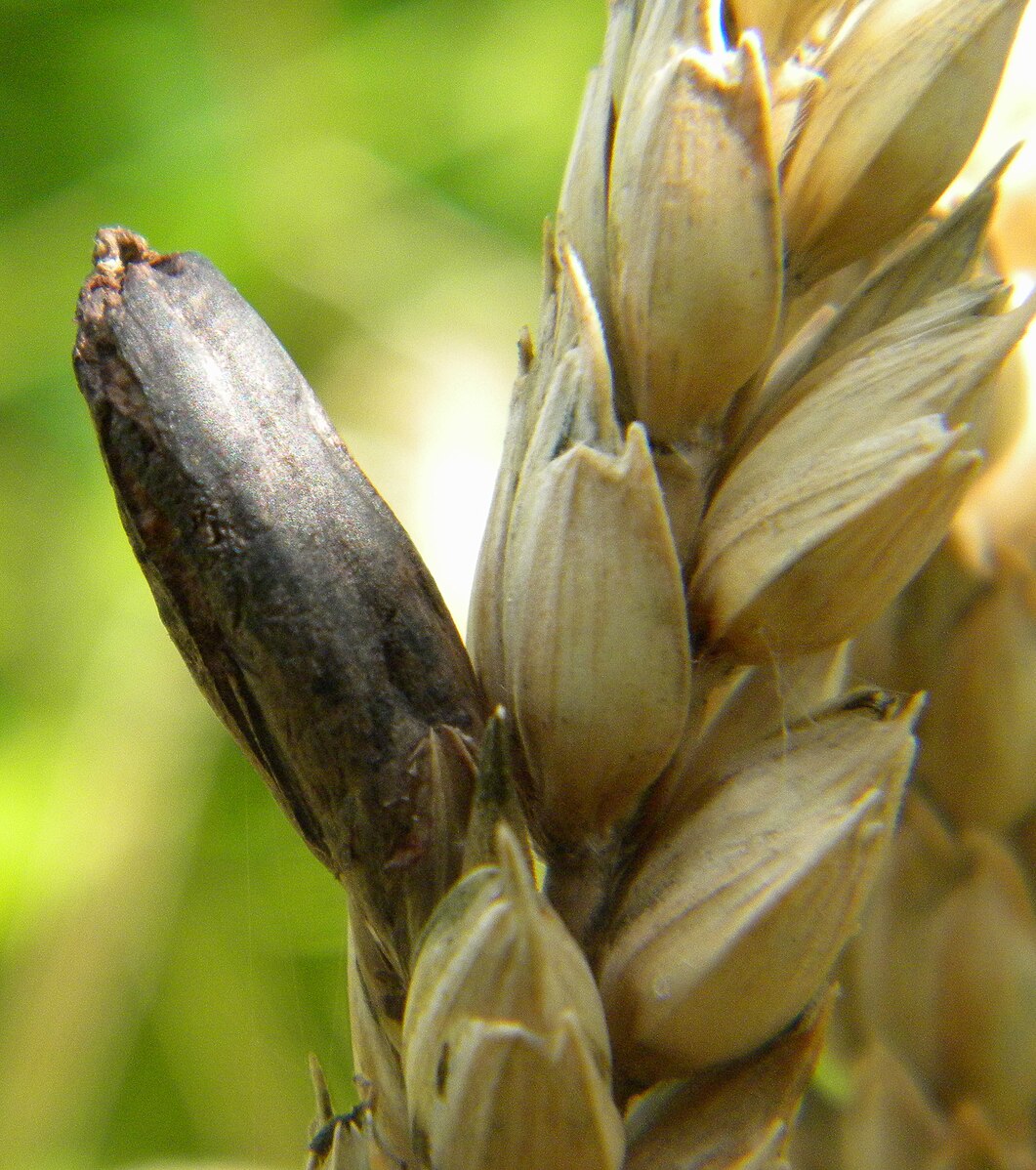 Ergot_sur_blé.jpg