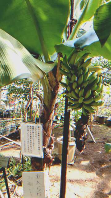 Photokako-low-image-quality-y1nSeFeBrVtjaBgp_0.jpg