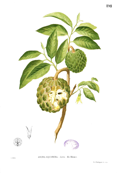 406px-Annona_squamosa_Blanco1.192.png