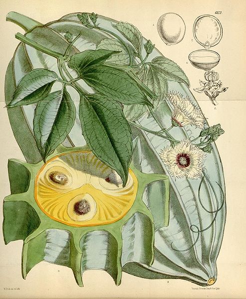 493px-Telfairia_occidentalis.jpg