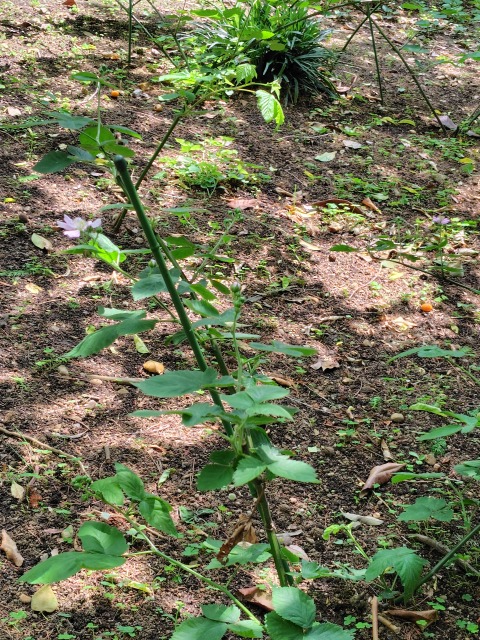 250505111331417.JPG