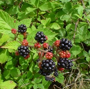 Blackberries_on_bush.jpg