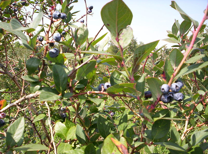 800px-Blueray_Blueberry_Bush.jpg