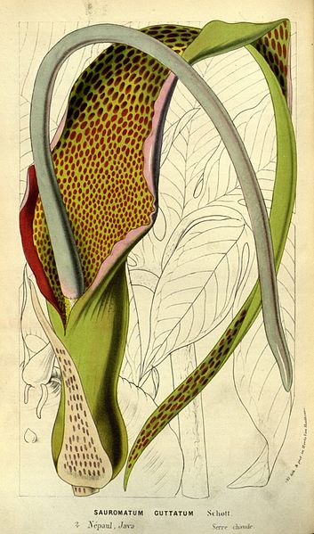 353px-Flore_des_serres_v13_079a.jpg