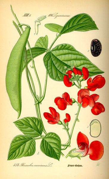 366px-Illustration_Phaseolus_coccineus0.jpg