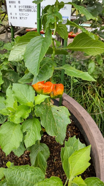 ほおずき.in東京都薬用植物園.jpg