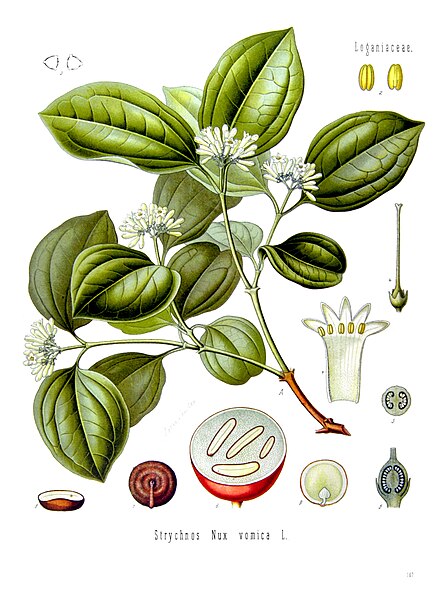 Strychnos_nux-vomica_-_Köhler–s_Medizinal-Pflanzen-266.jpg
