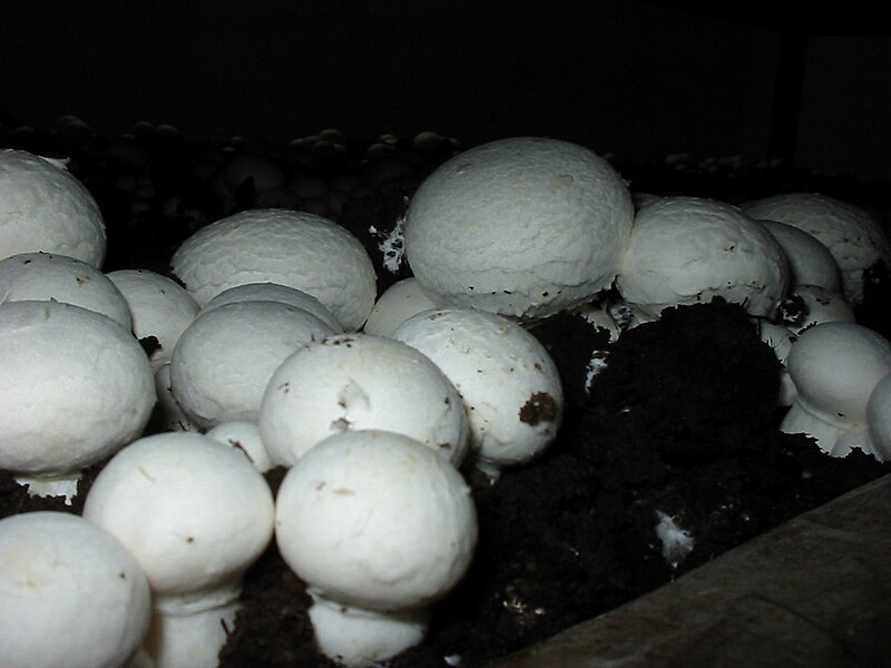 Agaricus_bisporus_mushroom.jpg